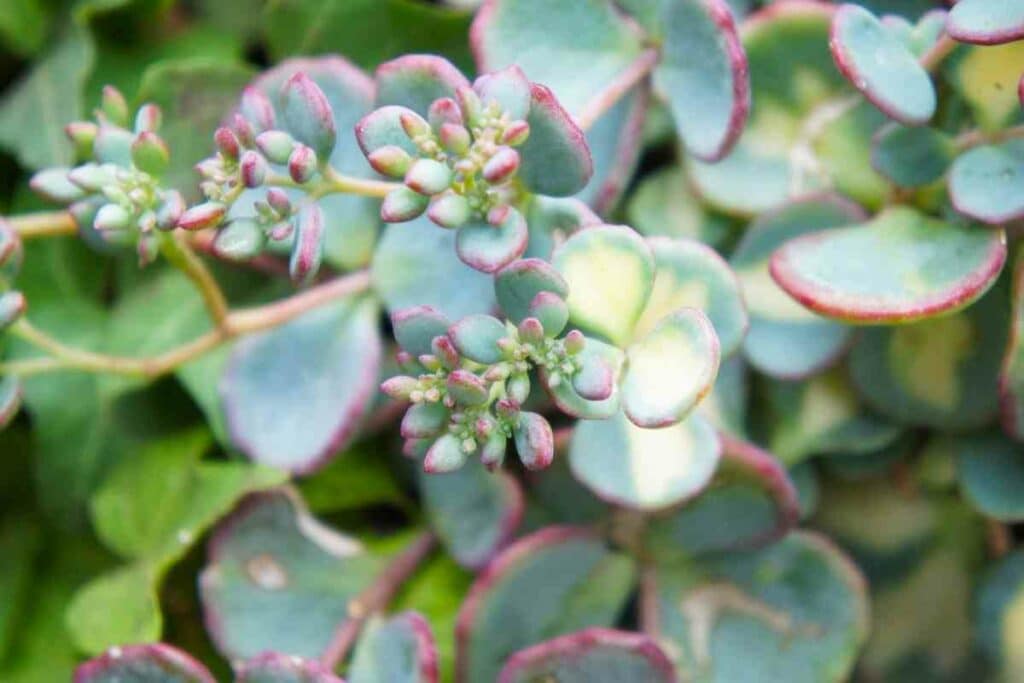 Creeping blue sedum house plant blue