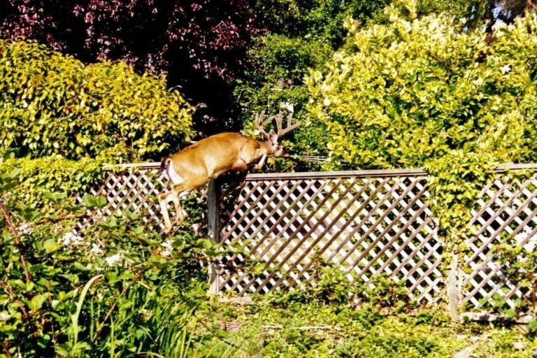 Don't use Dawn Dish Soap Deer Repellent (Read this first) Gardenia