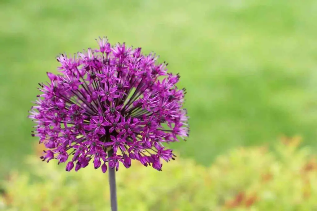 Decorative garlic purple