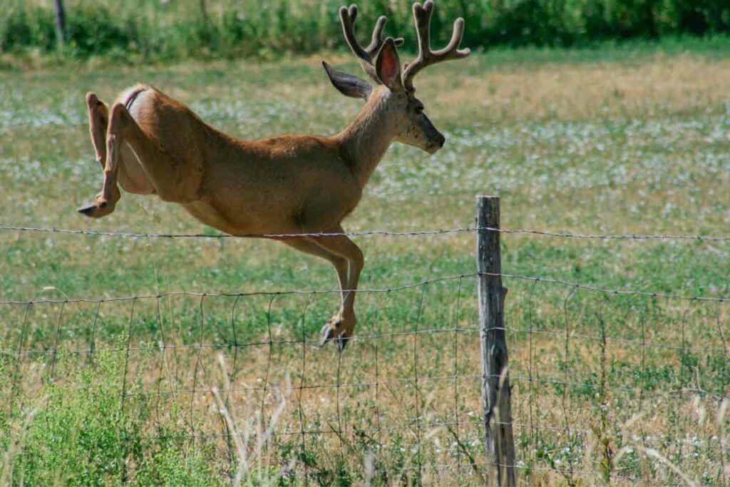 Deer repellents that work