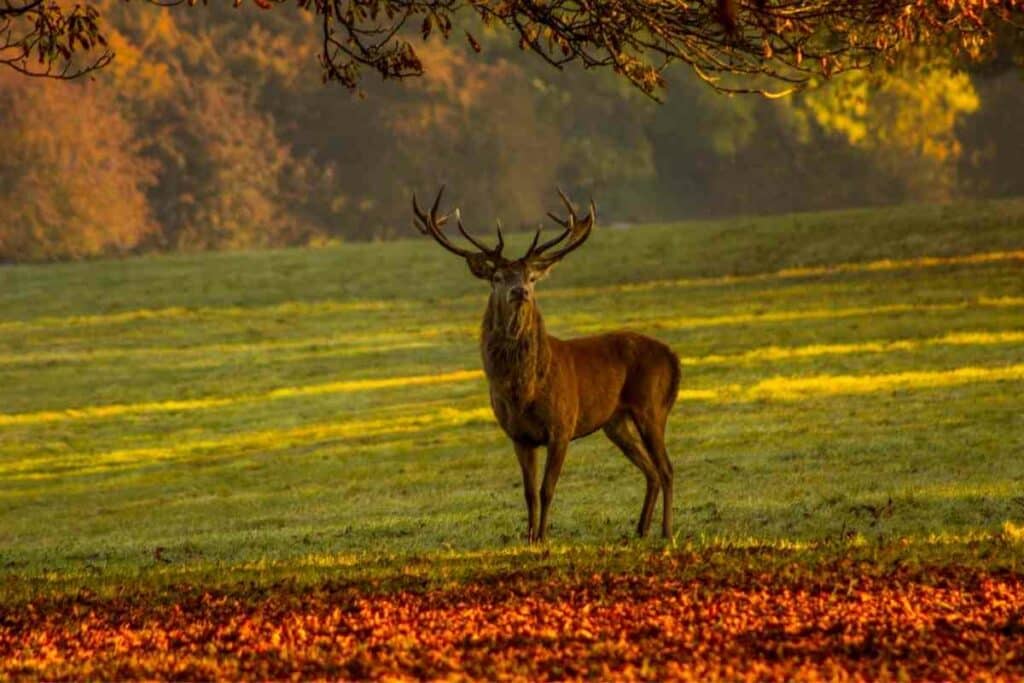 Deers semi-large mammals