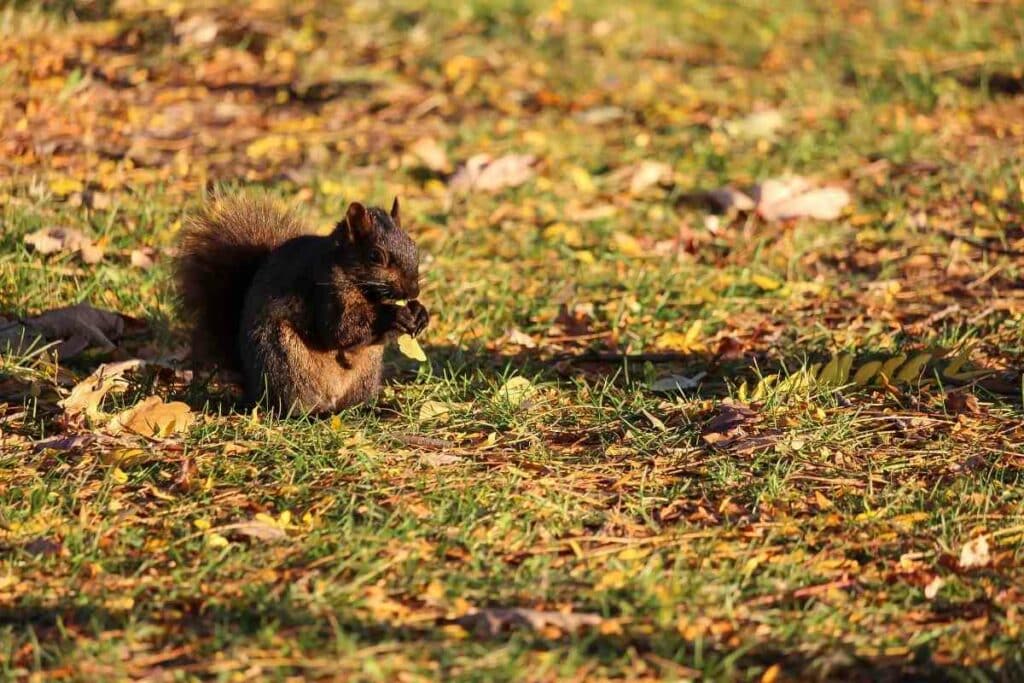 Squirrels eating leaves and tree bark