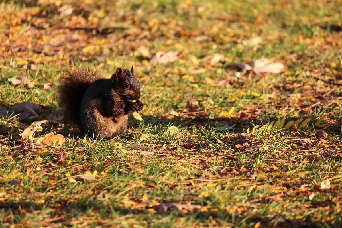 Do Squirrels Eat Leaves? (On Trees or Off Lawns)