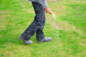 Fertilizer help grass grow explained