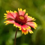 Growers guide for Dwarf Sunflowers