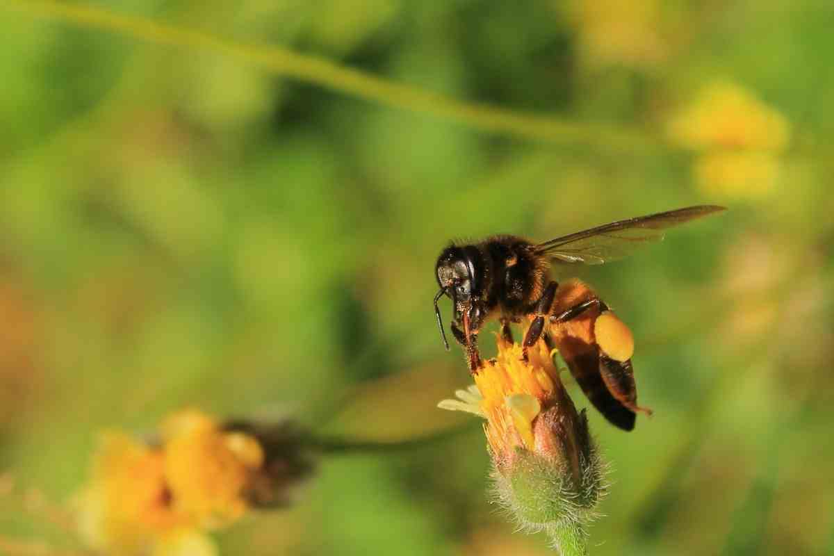 Bee Identification Guide: 31 Most Common Bees In Our Gardens - Gardenia 