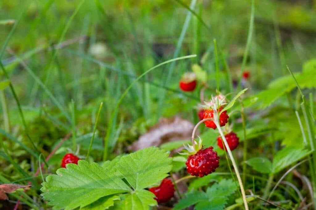 Eat wild strawberries