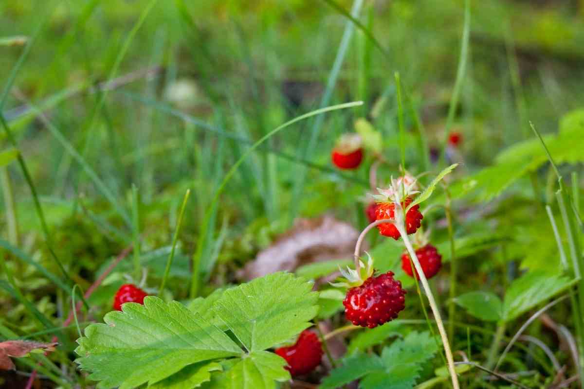 Is Eating Wild Strawberries Dangerous? Gardenia Organic