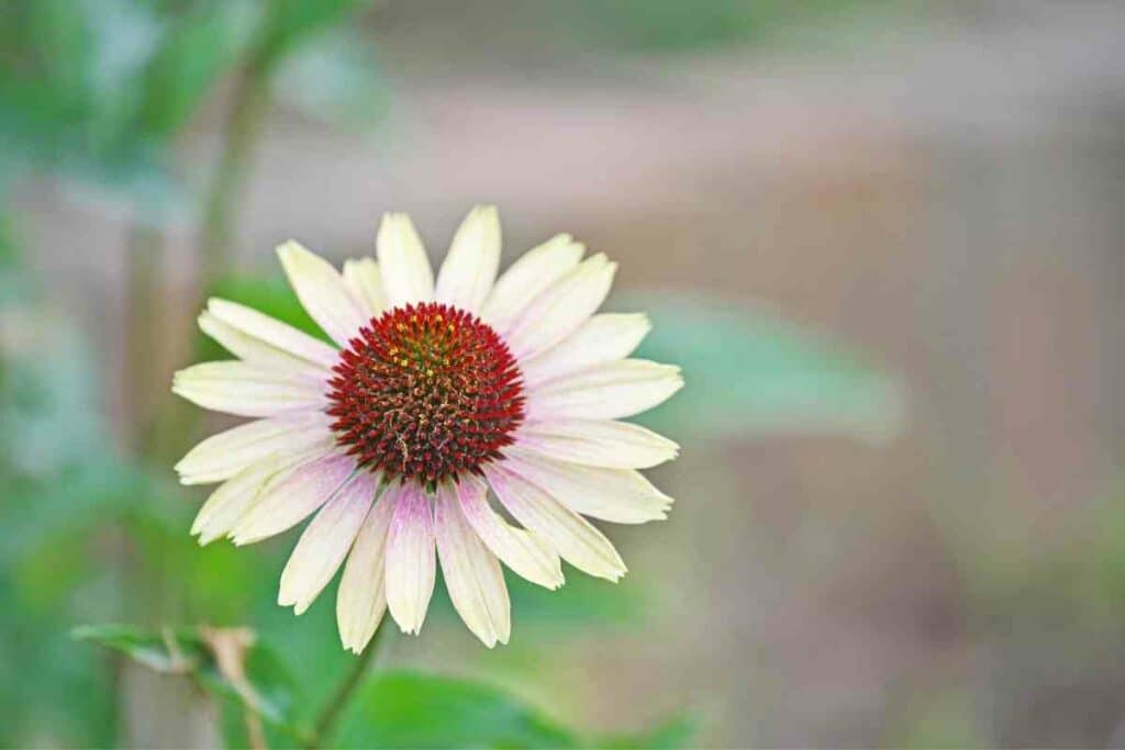 White Perennial Echinacea