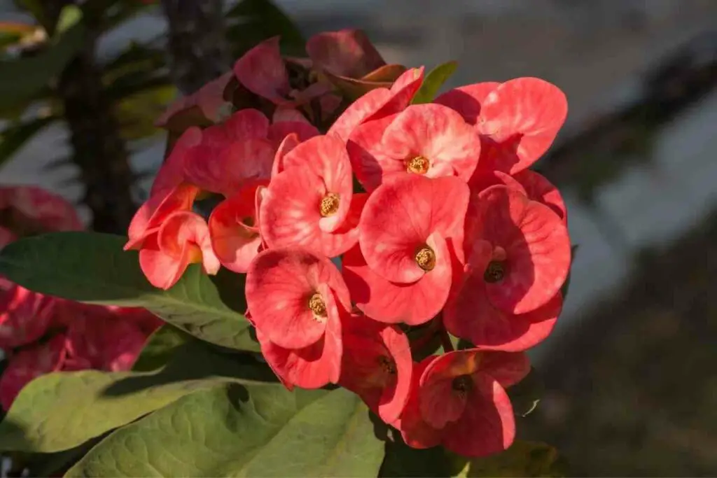 Euphorbias pink