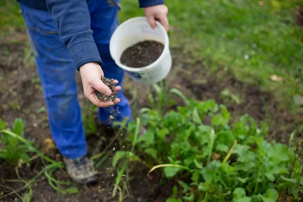 Fertilizing garden dissolve tips