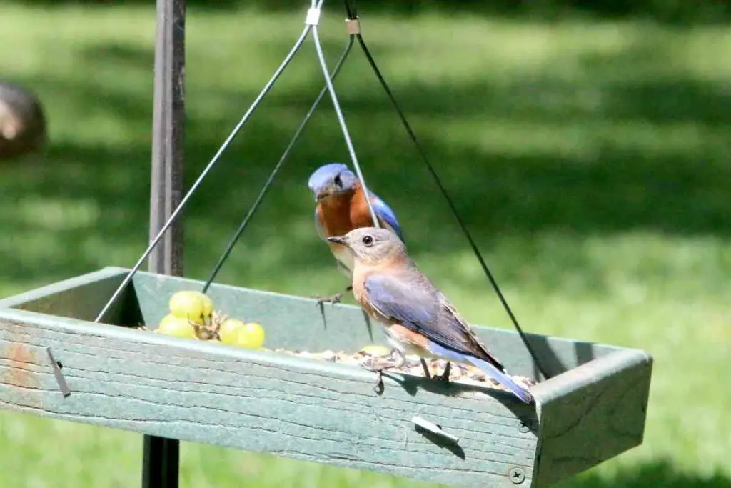 Bluebirds will look for food after fledging