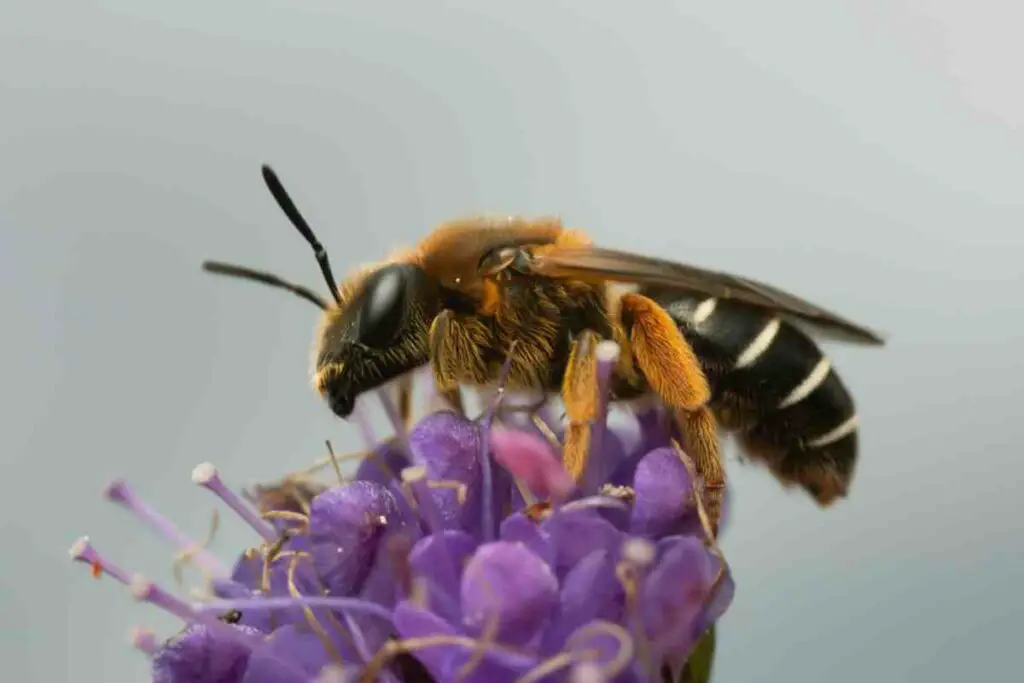 Furrow bee on the flower