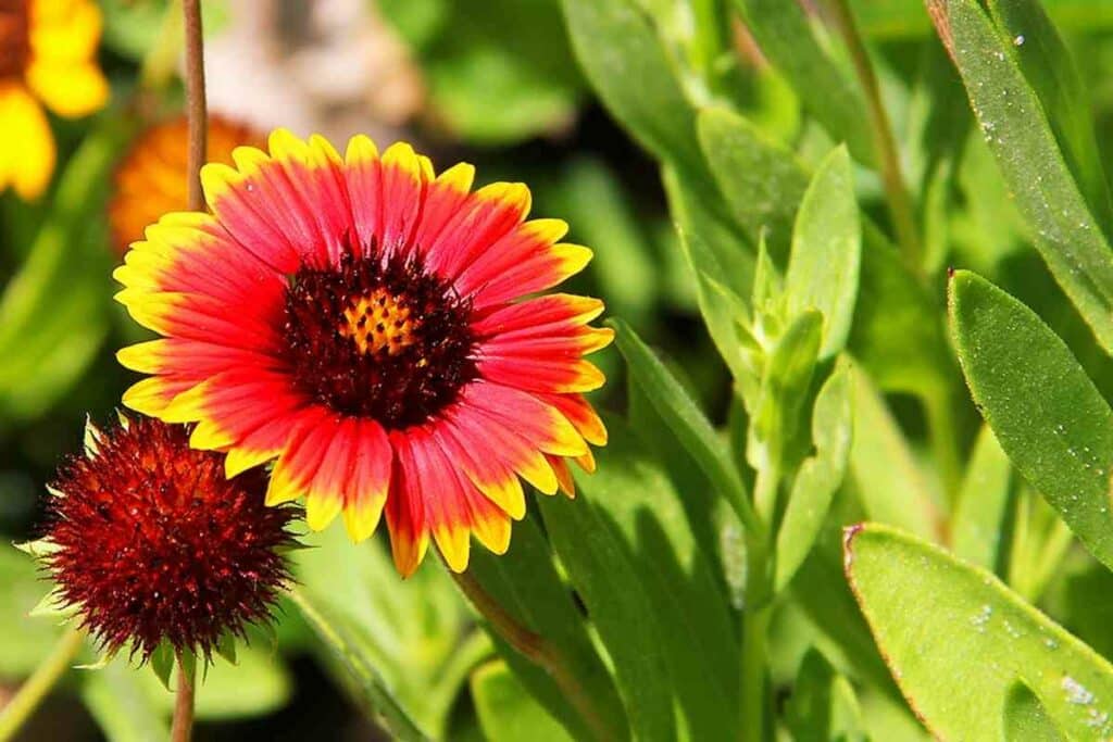 Gaillardia sunflowers dwarf