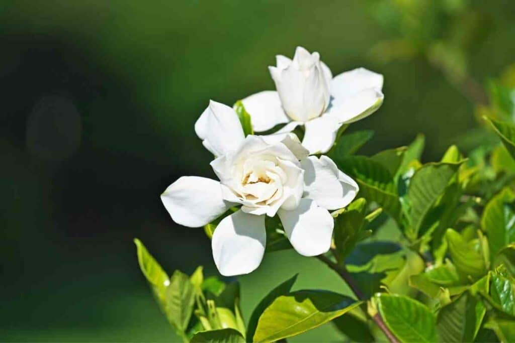 White Perennial Gardenia