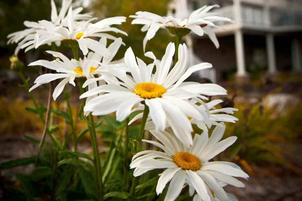 Giant daisy in backyard