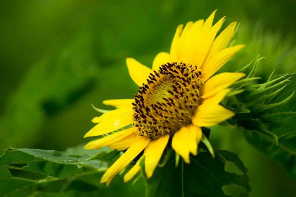 Growing dwarf sunflowers in your home
