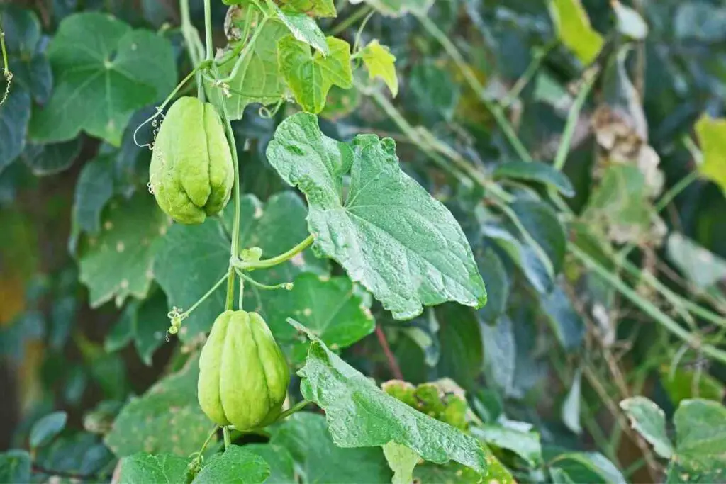 Growers guide for Chayote tips