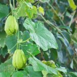 Growers guide for Chayote tips