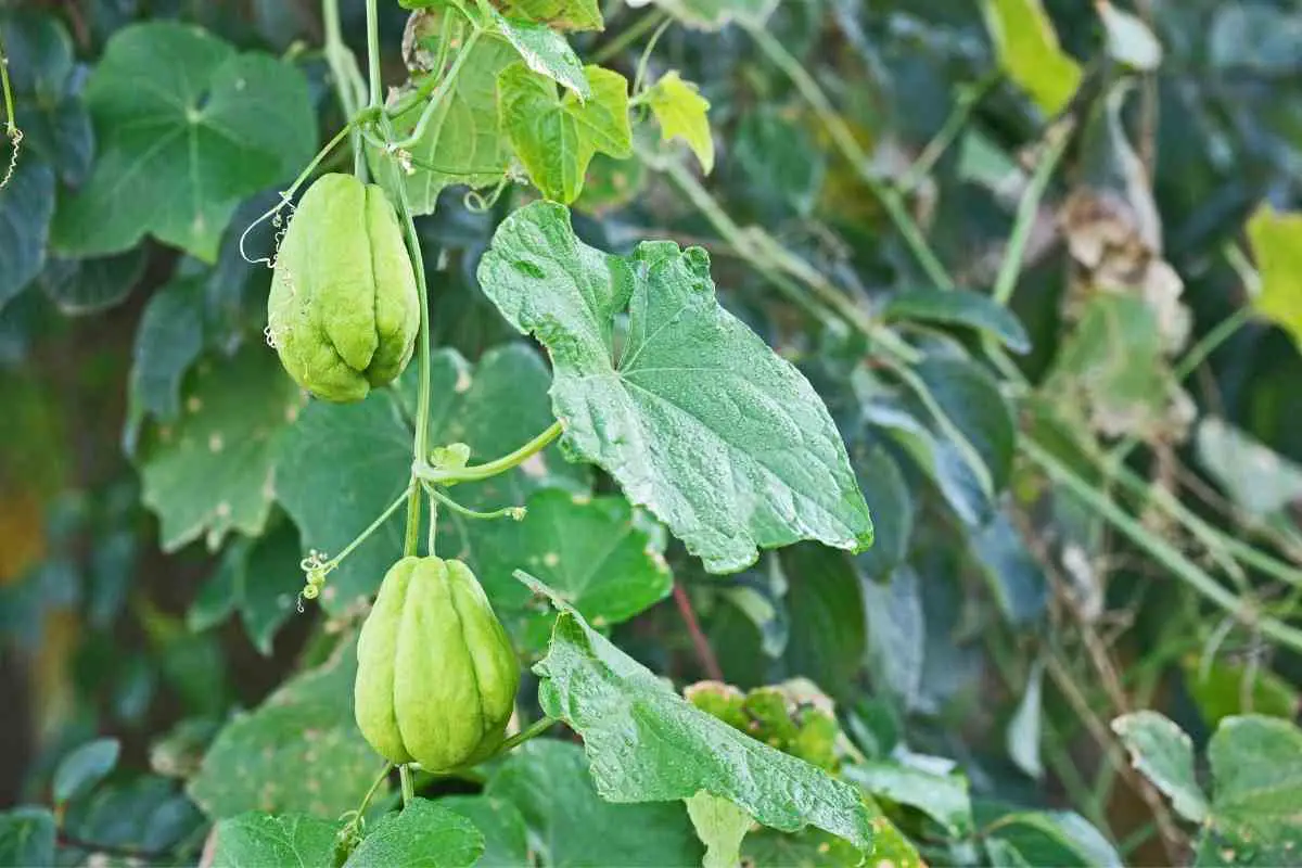 Growers Guide For Chayote