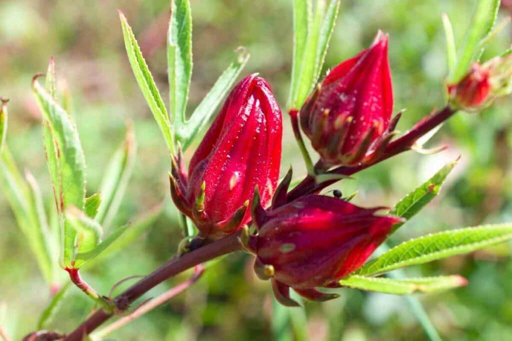 Roselle plant growing in garden