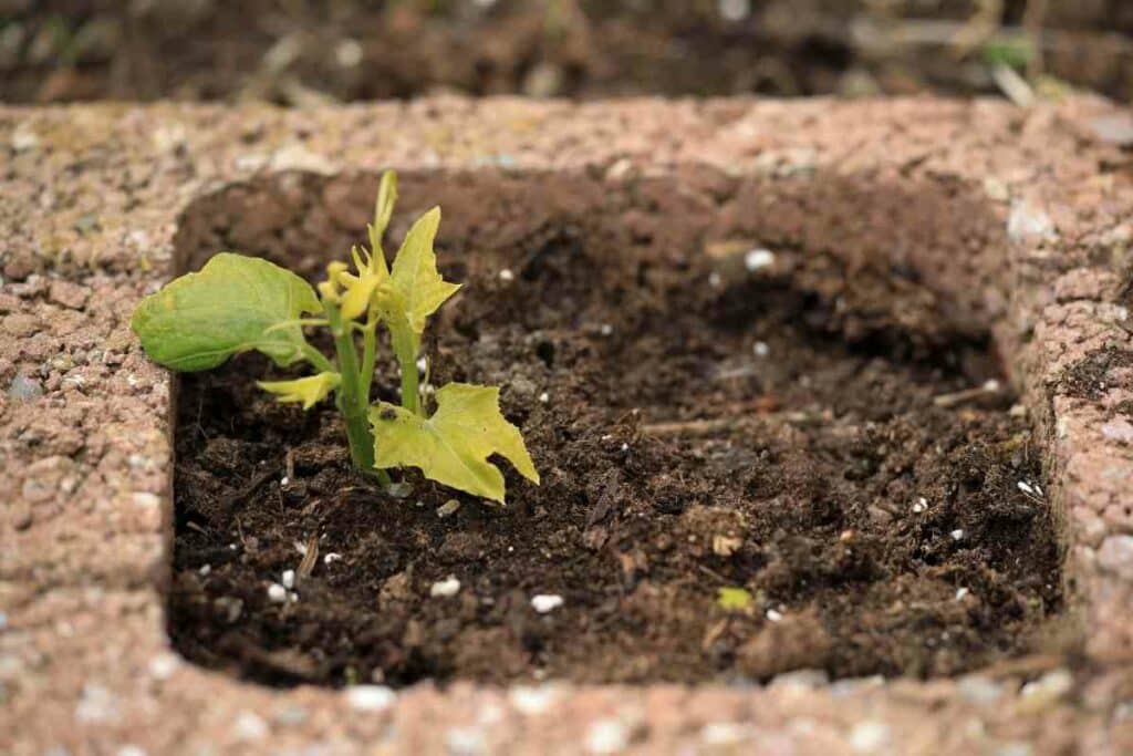 Growing chayote guide