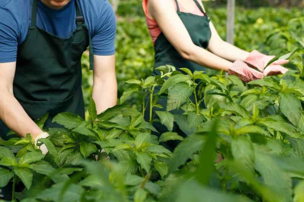 Growing garden