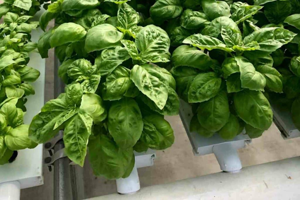 Growing hydroponic basil