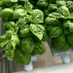 Growing hydroponic basil