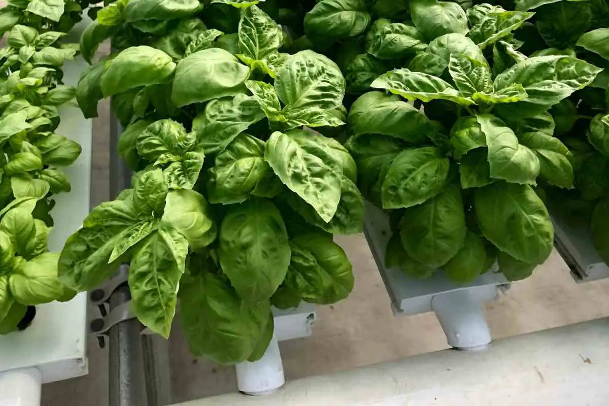 7 Tips for Growing Hydroponic Basil Quickly