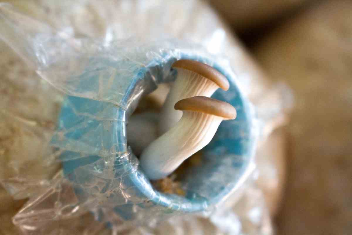 7 Tips For Growing Mushrooms Indoors For The First Time
