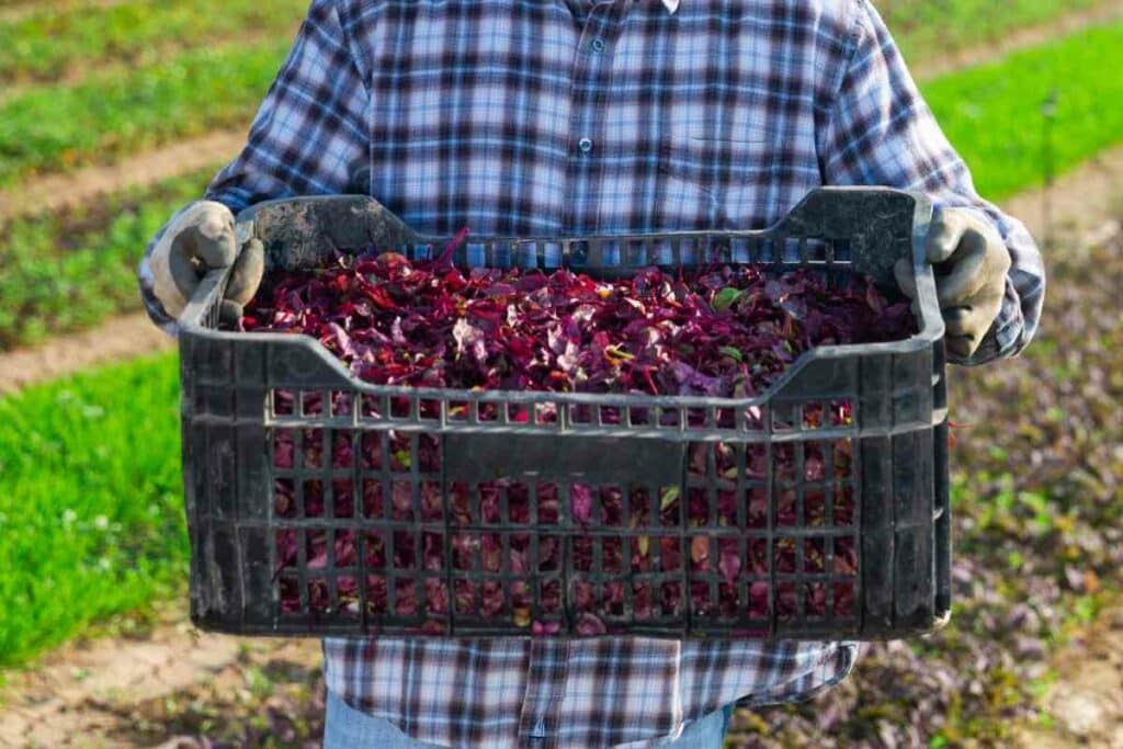 Harvesting red spinach time