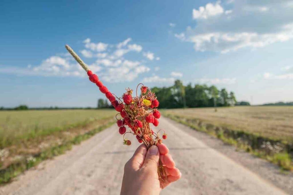 Picking healthy wild strawberries