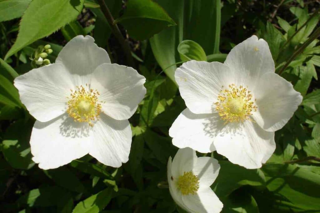 White Perennial Hellebore