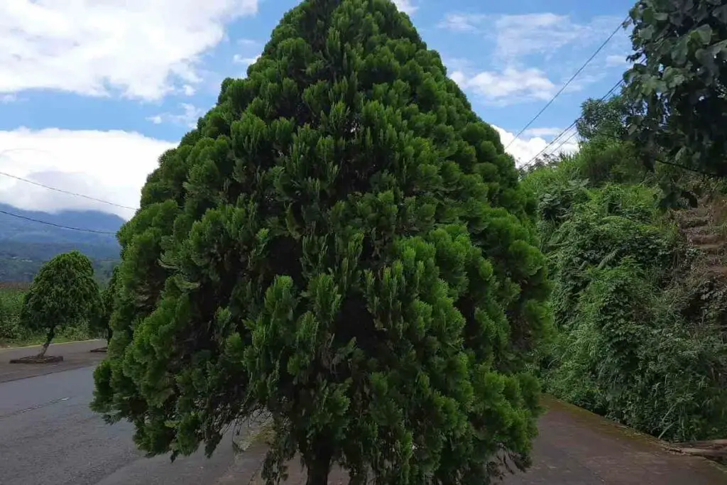 Hinoki Cypress tree