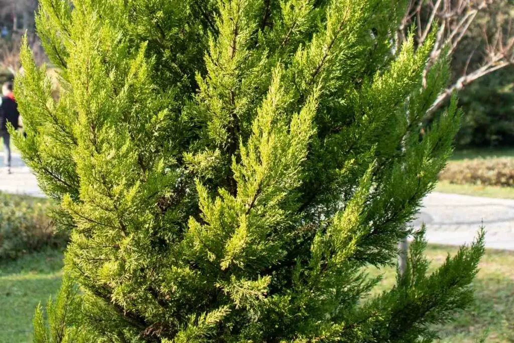 Hinoki Cypress fix nutrient deficiency