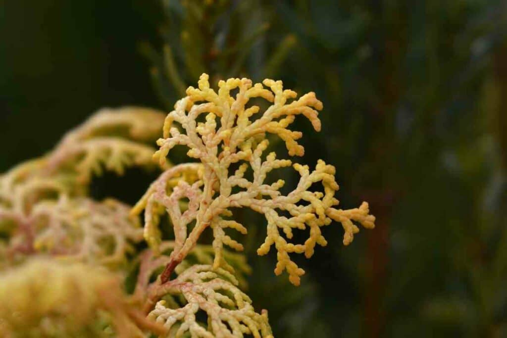 Hinoki Cypress turns yellow