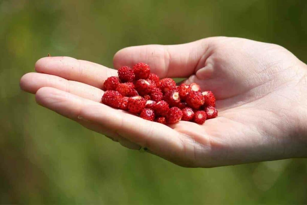 Identifying wild strawberries