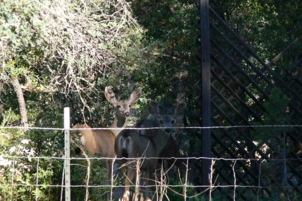 Deer fences