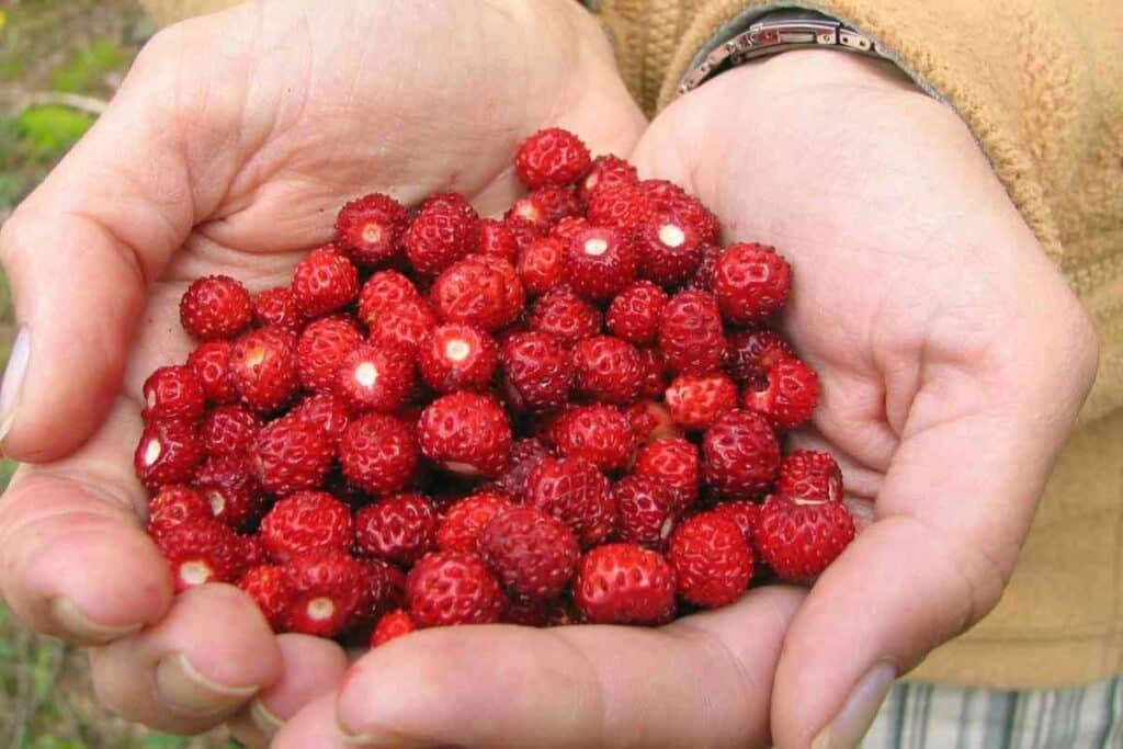 Eating Wild Strawberries