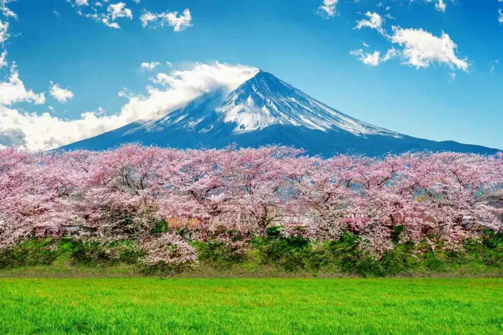 Japanese cherry tree blossom mountain