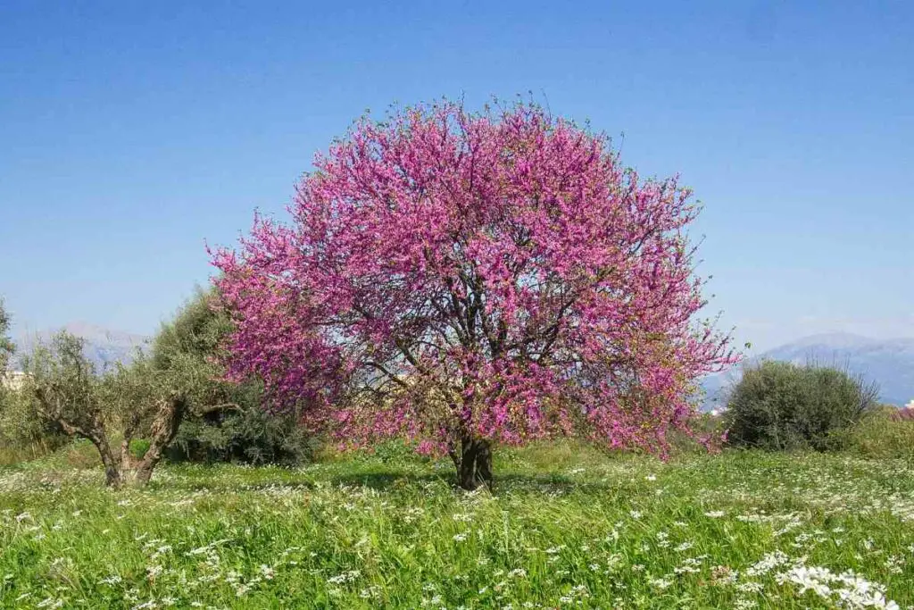 Judas tree flowering
