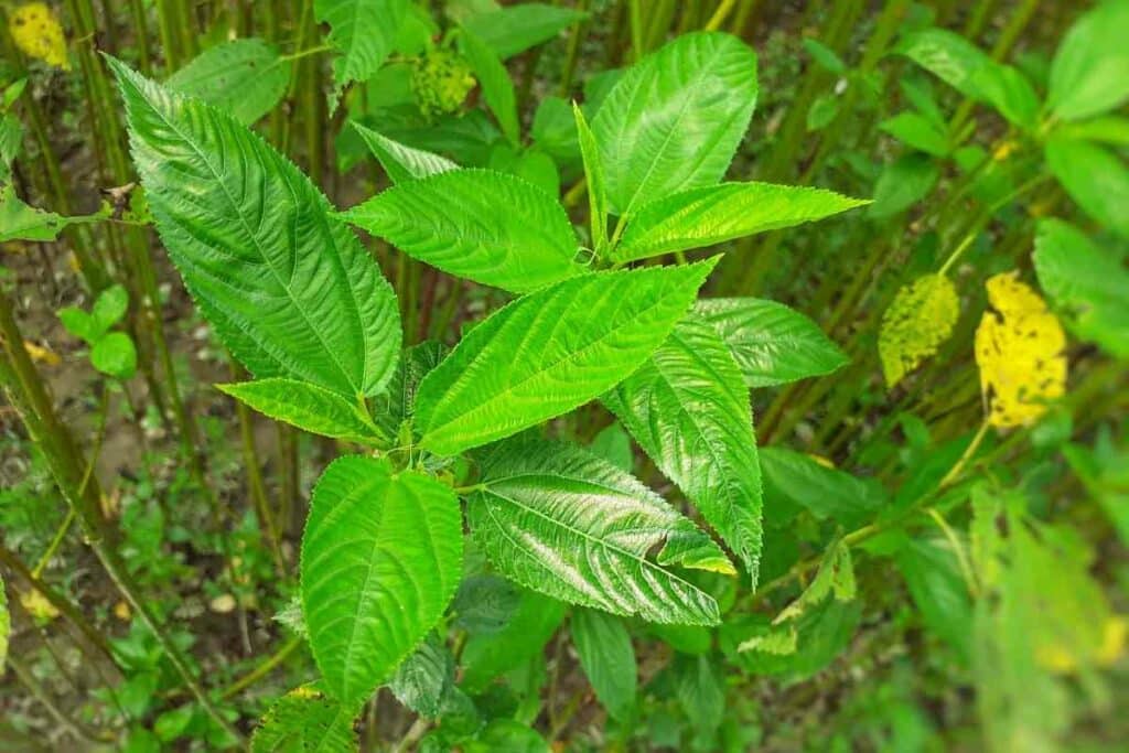 Jute leaves grower's guide