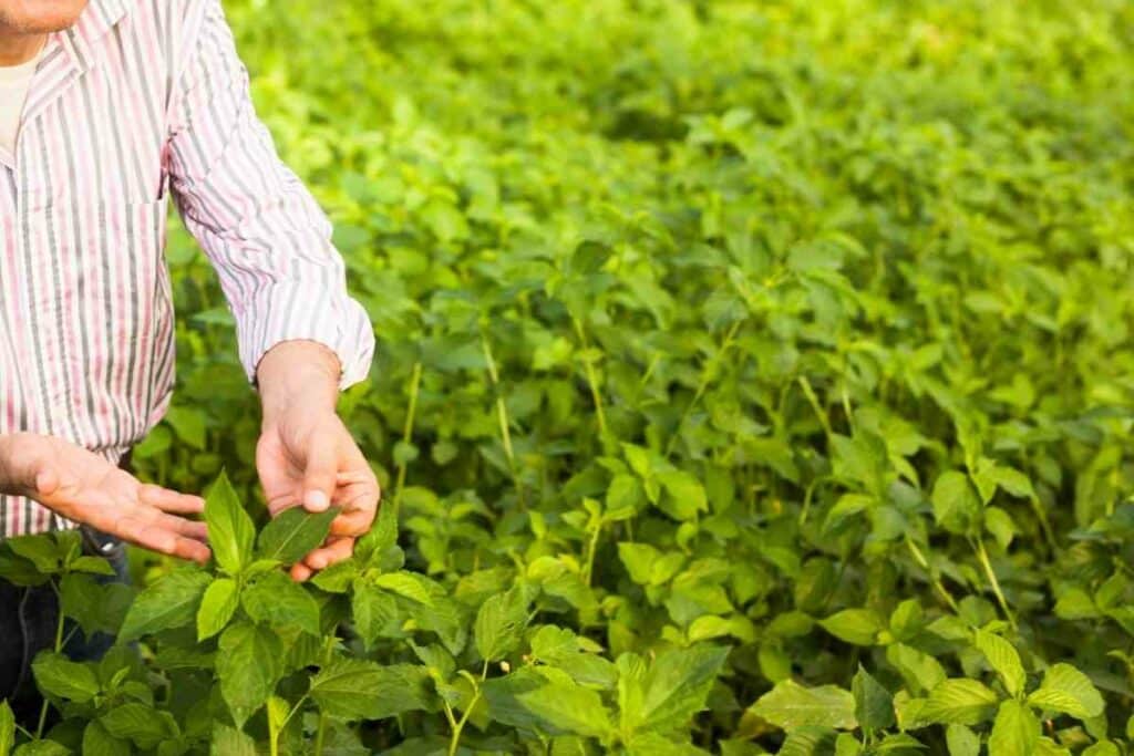 Jute leaves is valuable