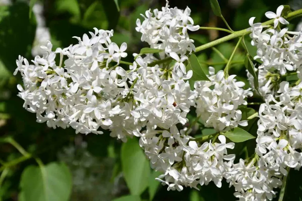 White Perennial Lilac