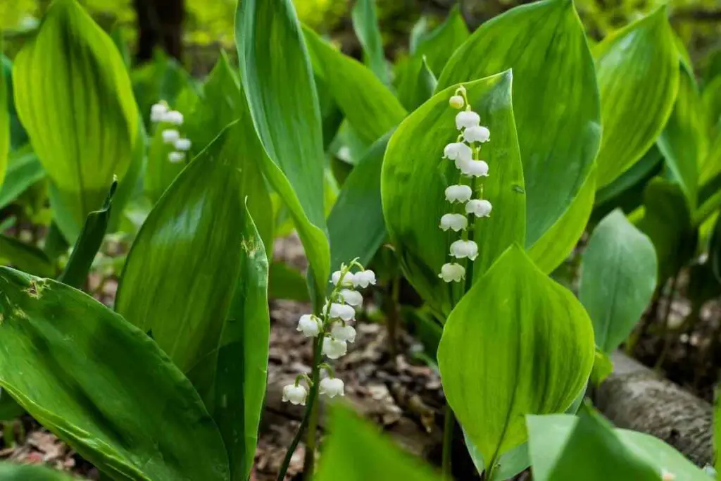 White Perennial Lily-of-the Valley