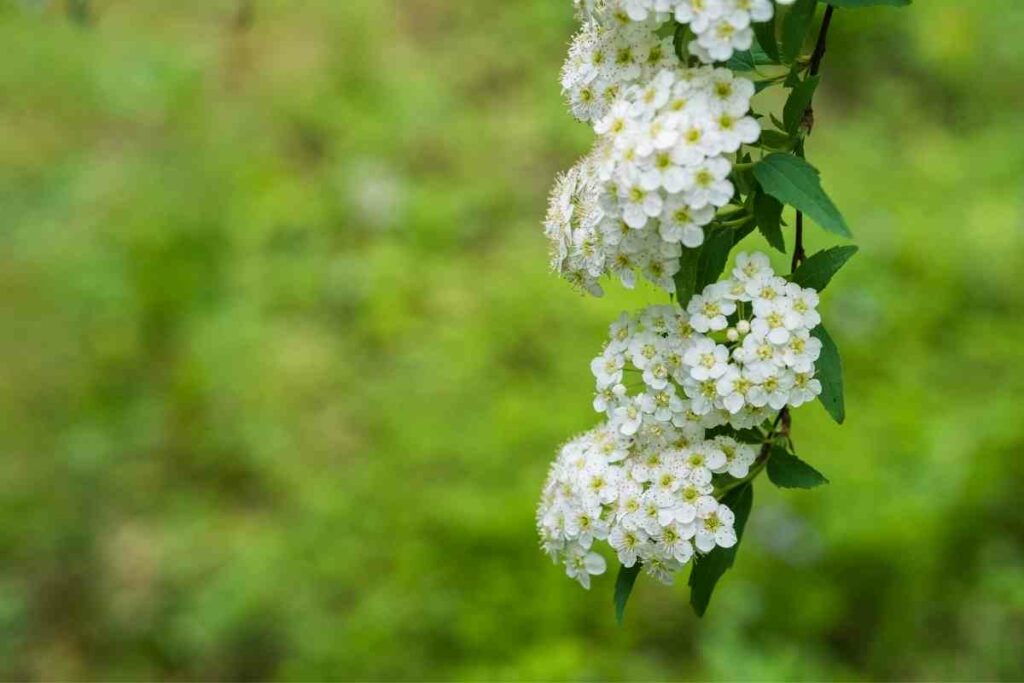 White Perennial Meadowsweet