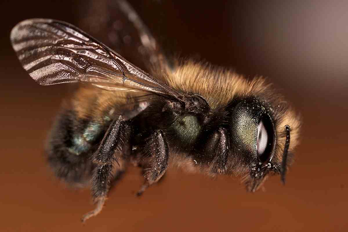 Bee Identification Guide: 31 Most Common Bees In Our Gardens Gardenia