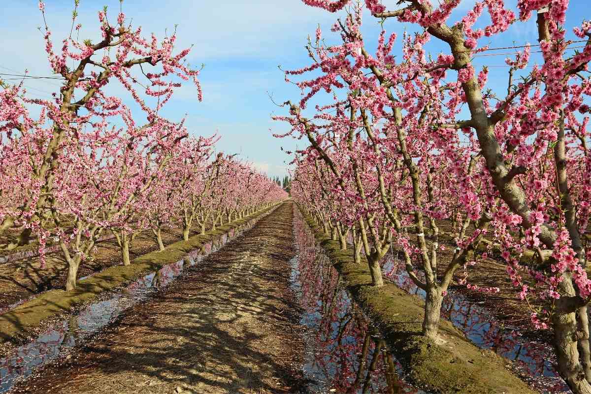 Peach Tree Blooms (All You Need To Know) - Gardenia Organic