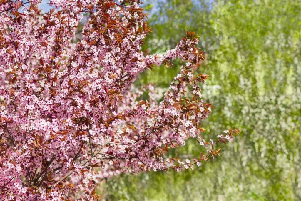Ornamental plum tree flowering like Japanese cherry blossom